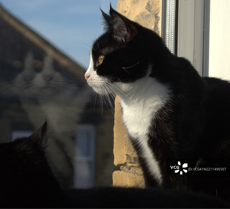 猫的特写，利兹，英国图片素材