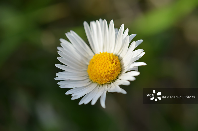 白色雏菊的特写镜头图片素材