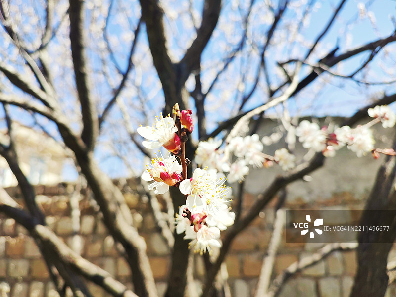 春天樱花的特写镜头图片素材