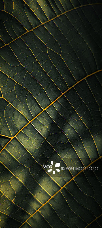 叶子的特写，印度拉贾斯坦邦斋浦尔区图片素材