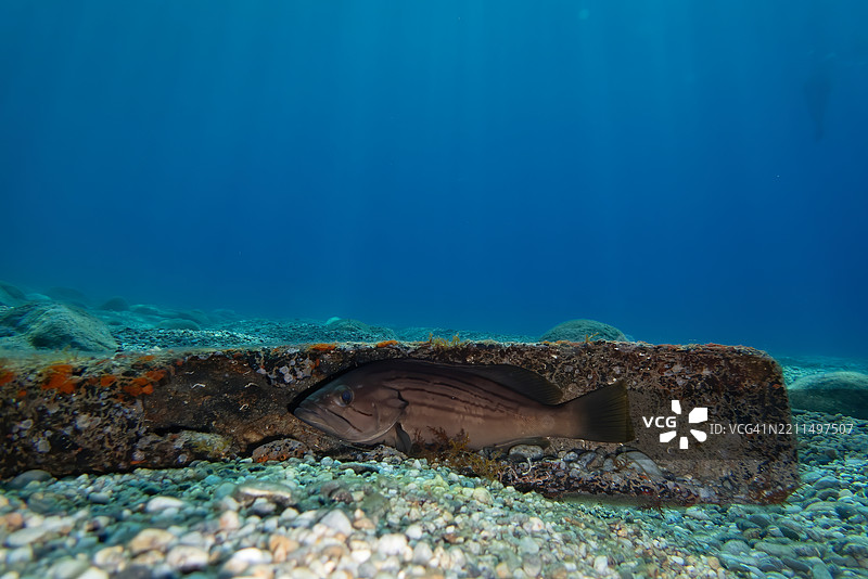 老管道中的石斑鱼图片素材