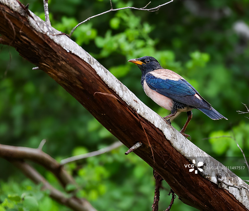 栖息在树枝上的歌雀鸟特写镜头图片素材