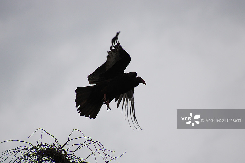 低角度视图的鹰在天空中飞翔，克里夫科尔，密苏里州，美国图片素材
