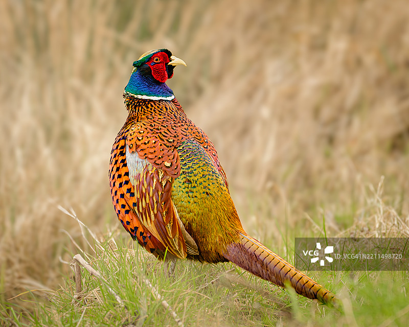 野鸡栖息在田野上的特写镜头图片素材