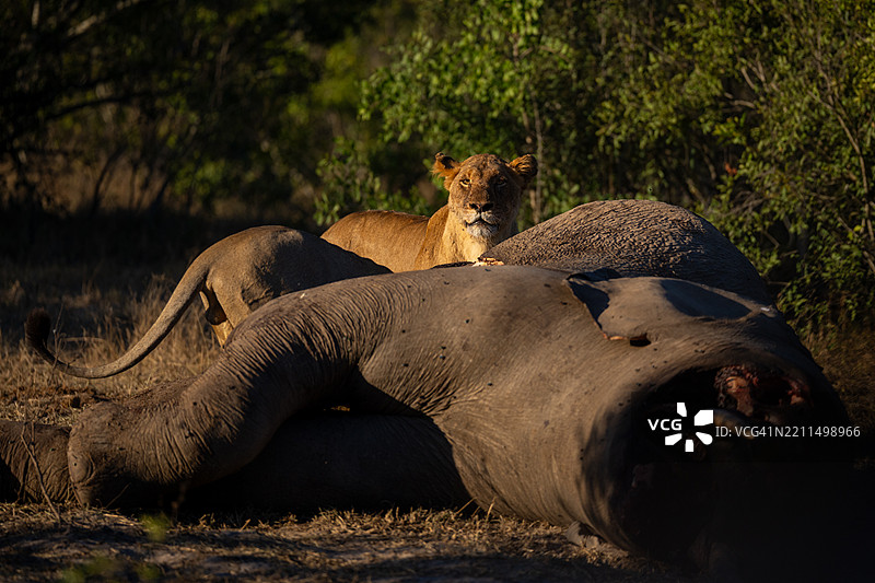 狮子站在南非姆普马朗加的象尸旁注视着摄像机图片素材
