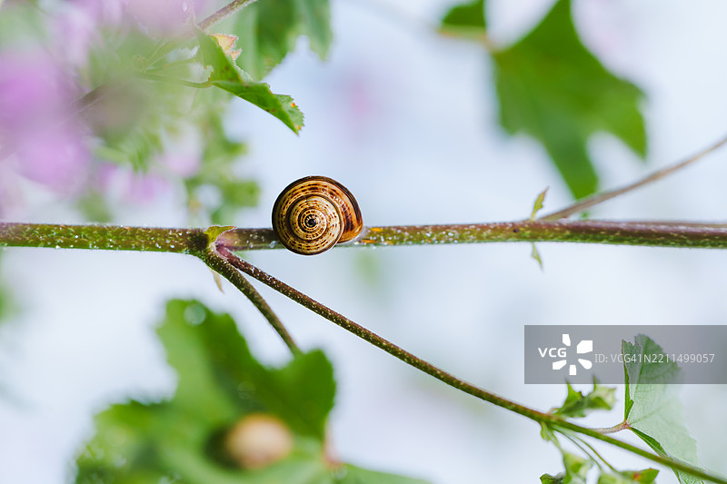 小蜗牛紧紧依附在一根细长的绿色树枝上，壳呈螺旋状。图片素材