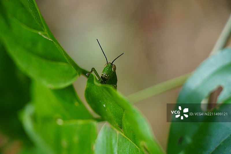 植物上的昆虫特写图片素材