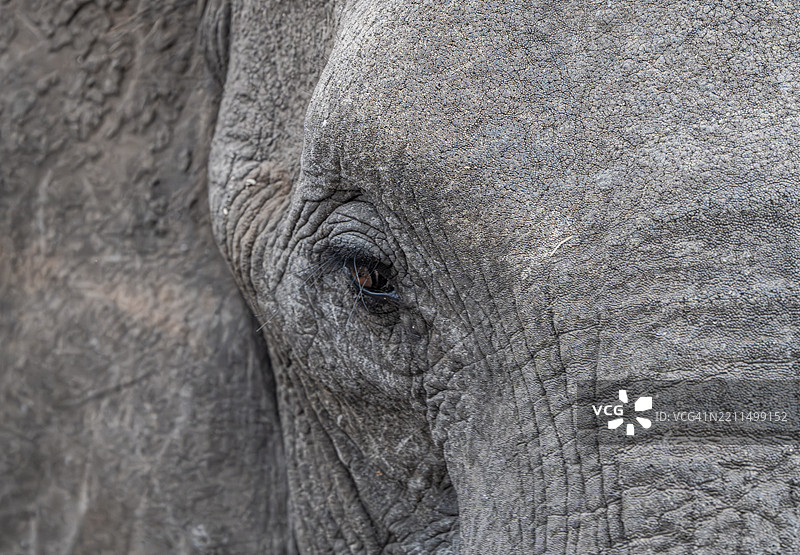 非洲象的特写镜头图片素材