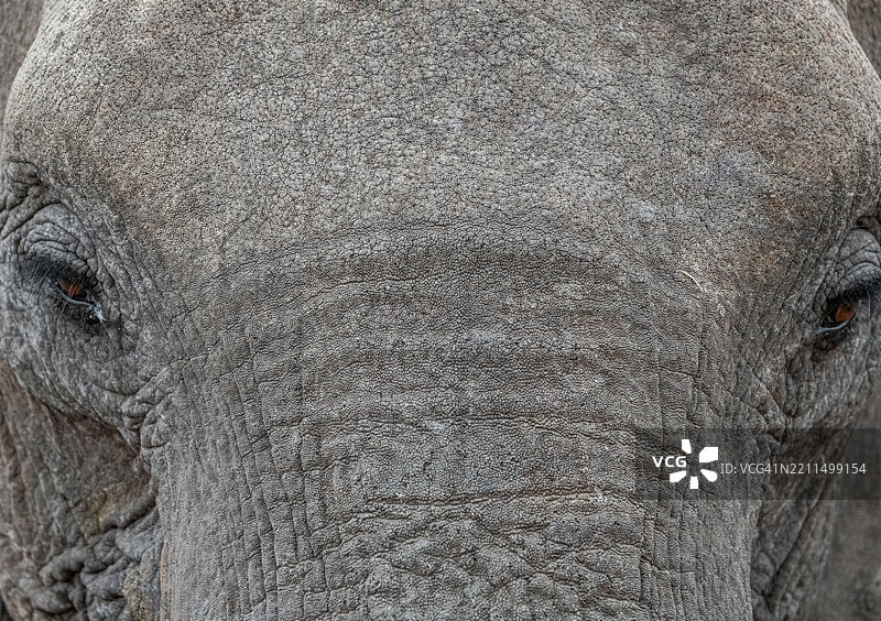 非洲象的特写镜头图片素材