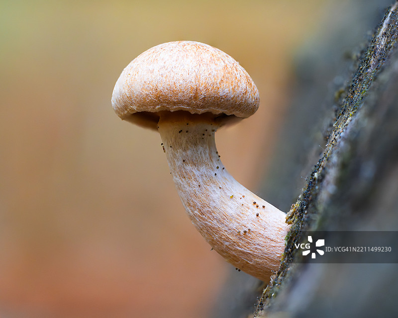 蘑菇特写图片素材