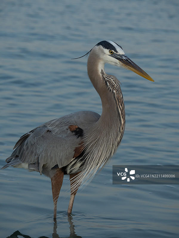 湖中苍鹭特写，佛罗里达州马尼蒂县，美国图片素材