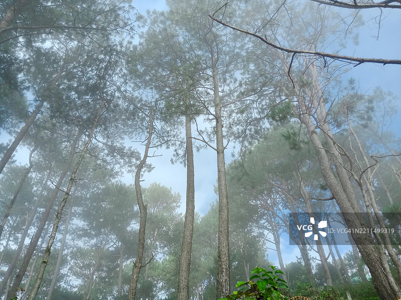 森林中树木的低角度视图图片素材