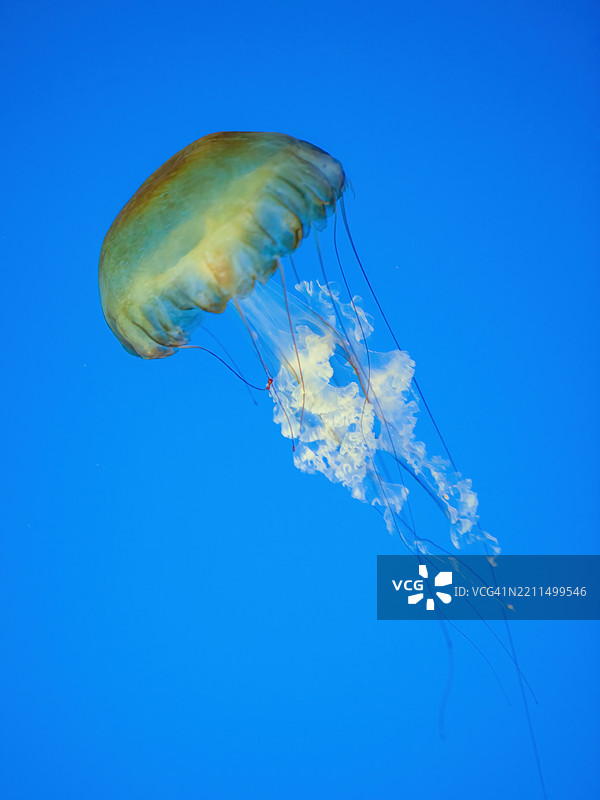 西海岸海蜇图片素材