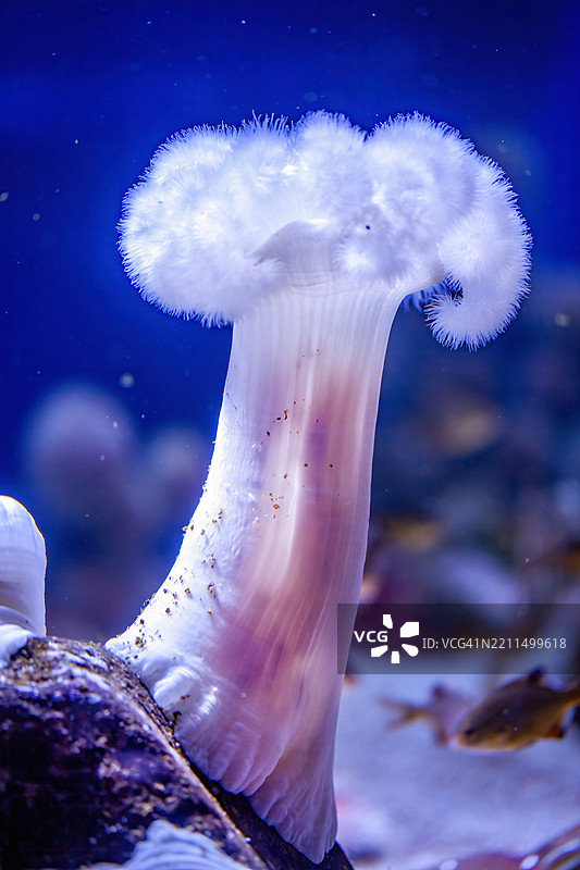 白羽海葵图片素材