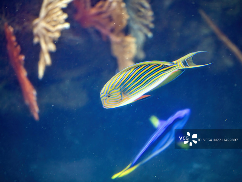 条纹外科鱼图片素材