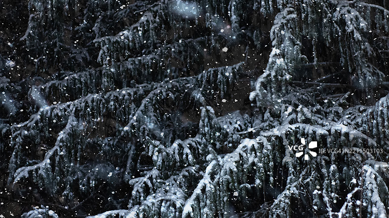 冬季植物上的夜间降雪图片素材