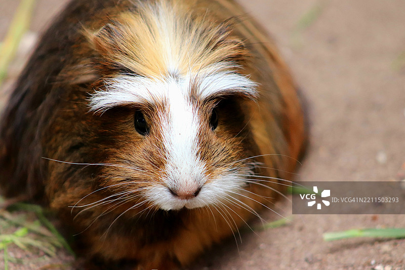 豚鼠特写镜头图片素材