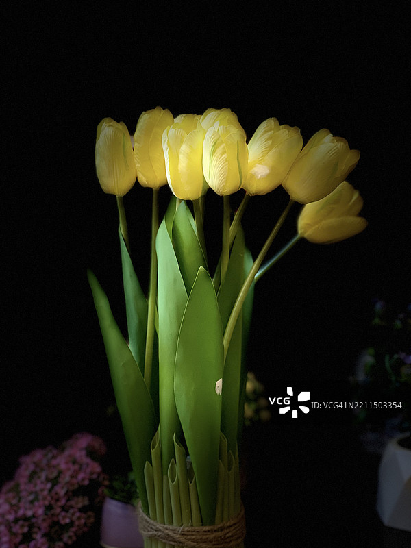 黑色背景下的黄色郁金香特写，约旦图片素材