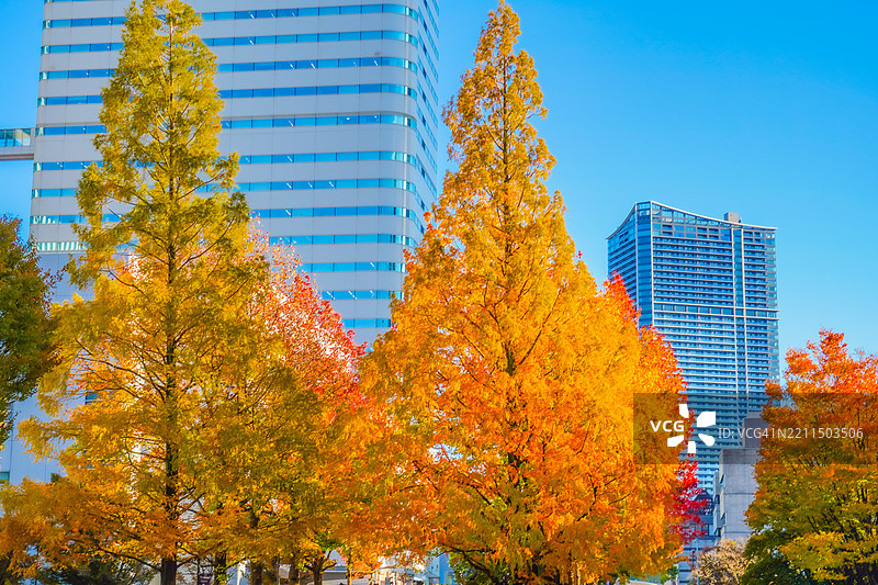 低角度视图的树木与晴朗的蓝天相映衬图片素材