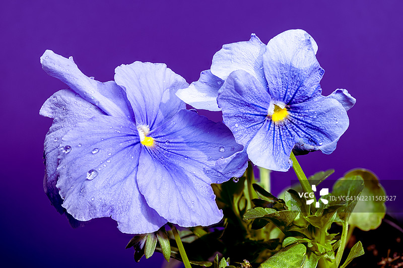 带露水的浅蓝色三色堇花，乌克兰，敖德萨，敖德萨州图片素材