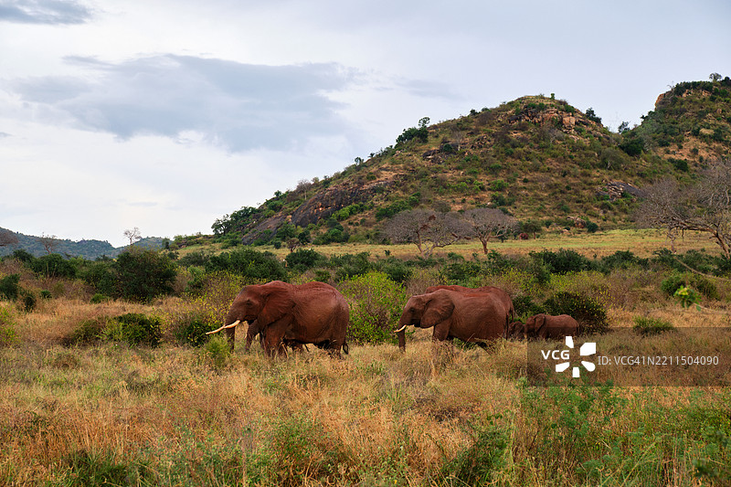 非洲成年雄性野生狮子的侧面视图图片素材