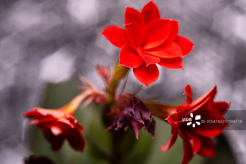 红色开花植物的特写镜头图片素材