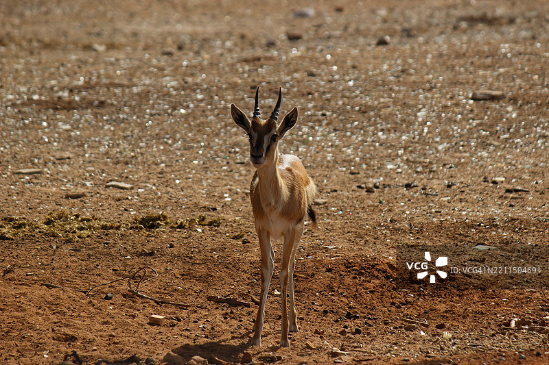 野外的优雅 孤独的瞪羚图片素材