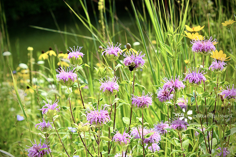 粉色开花植物的特写，伊利诺伊州加利纳，美国图片素材