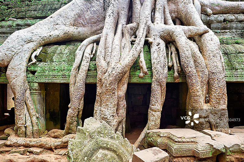 在柬埔寨暹粒的塔普伦寺庙旁延伸的藤蔓根系图片素材