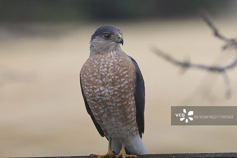 捕猎鹰特写，苹果谷，明尼苏达州，美国图片素材