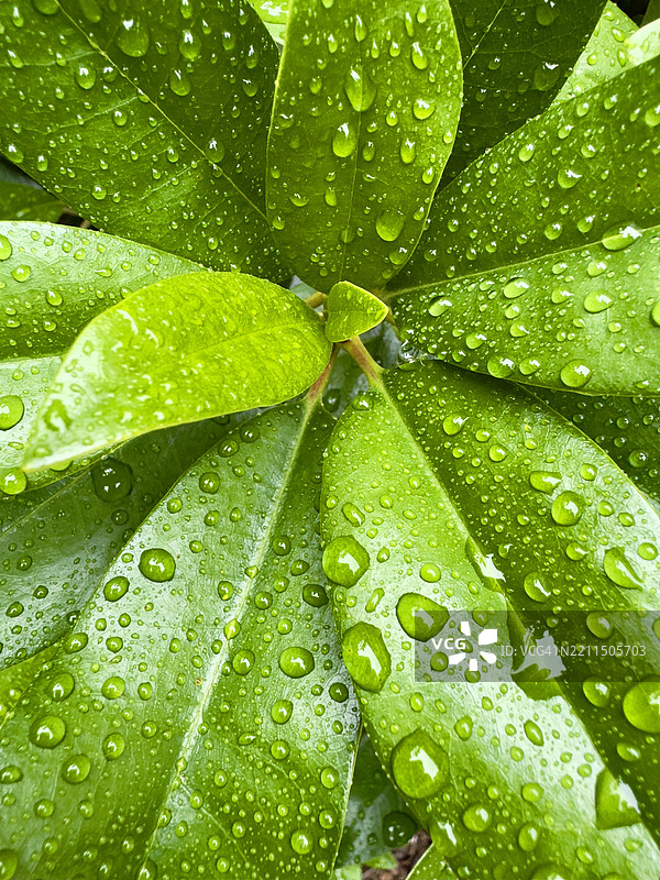 叶子上的雨滴特写，田纳西州穆尔弗里斯伯勒，美国图片素材
