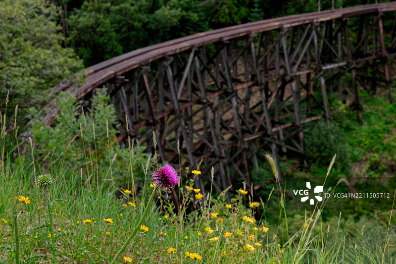 永远不要低估野花的美丽，美国，USA图片素材