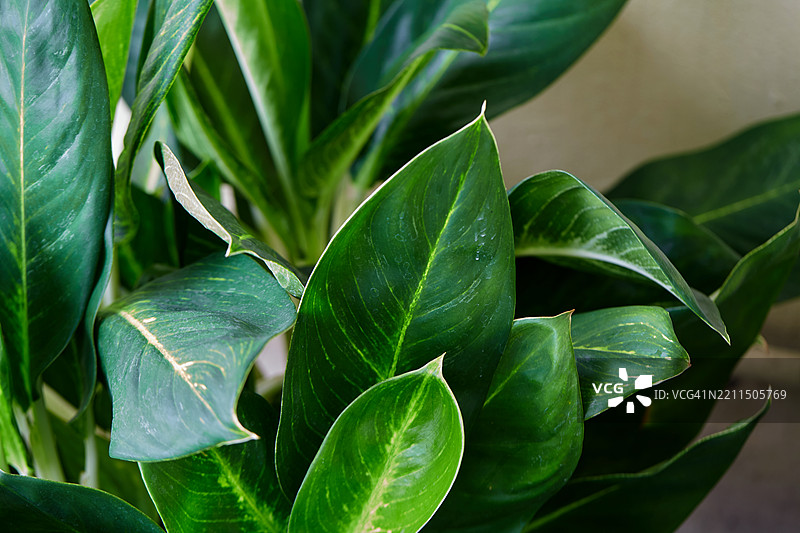 迪芬巴赫亚异国情调的叶子特写图片素材