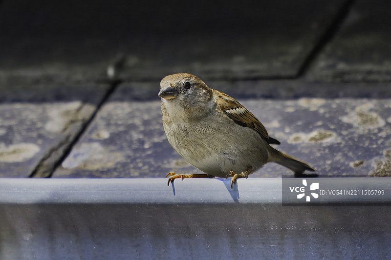 麻雀栖息在挡土墙上的特写镜头图片素材