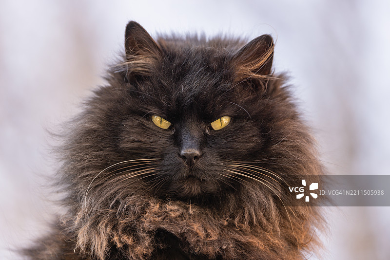 乌克兰外喀尔巴阡山地区的猫特写肖像图片素材