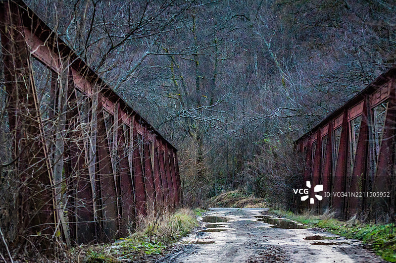 乌克兰外喀尔巴阡山脉的森林中生长的树木图片素材