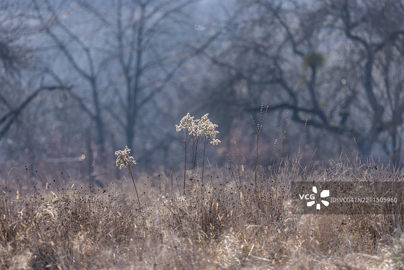 乌克兰外喀尔巴阡地区田野上的植物特写图片素材