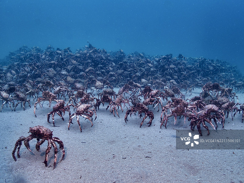 高角度视图的螃蟹在沙滩上，布莱尔戈里，维多利亚州，澳大利亚图片素材