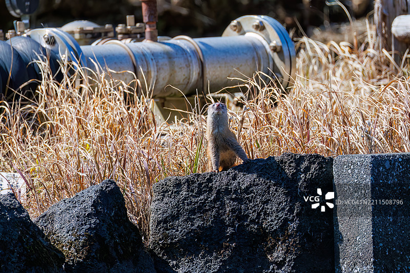一只可爱的日本鼬鼠（Mustela itatsi，鼬科）。它跳进池塘抓住了一只日本火腹蝾螈（Cynops pyrrhogaster）。东京八丈岛，伊豆群岛 - 2025年3月1日。图片素材