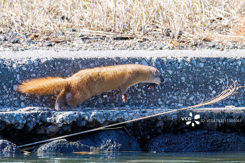 一只可爱的日本鼬鼠（Mustela itatsi，鼬科）。它跳入池塘，抓住了一只日本火腹蝾螈（Cynops pyrrhogaster）。东京，伊豆群岛，八丈岛 - 2025年3月1日。图片素材
