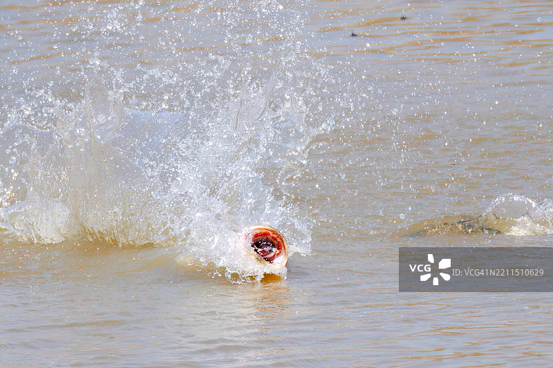 用诱饵捕获的蛇头鱼（Carmuchee，Channa argus，福尔摩沙泥鳅科）。图片素材