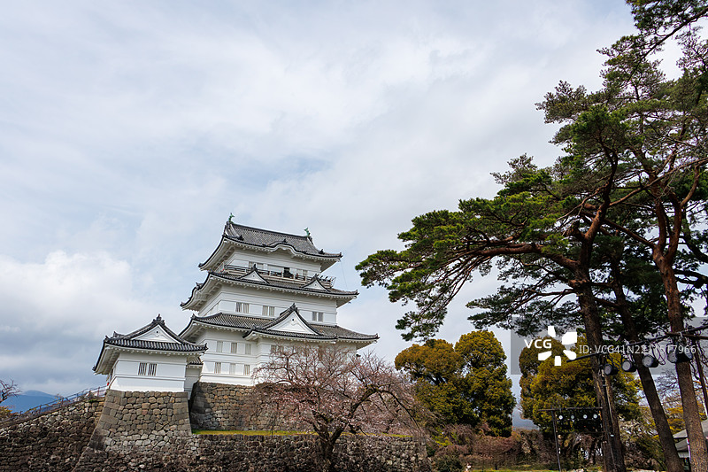 小田原城。最近进行了修缮。前院樱花盛开。图片素材