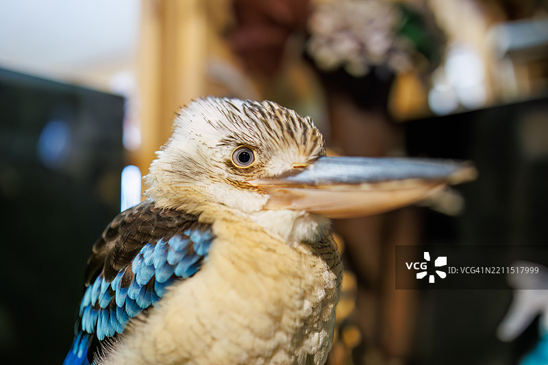 蓝翅笑翠鸟，Dacelo leachii图片素材