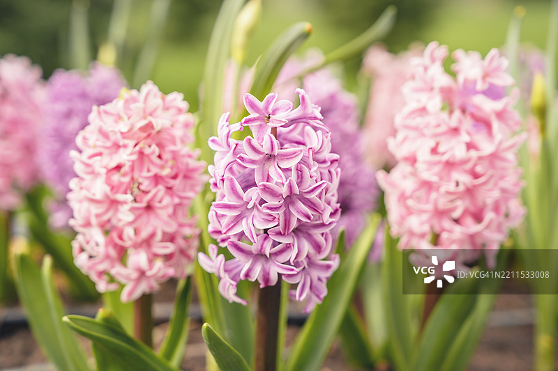 春天粉色和淡紫色风信子花卉的特写花坛图片素材