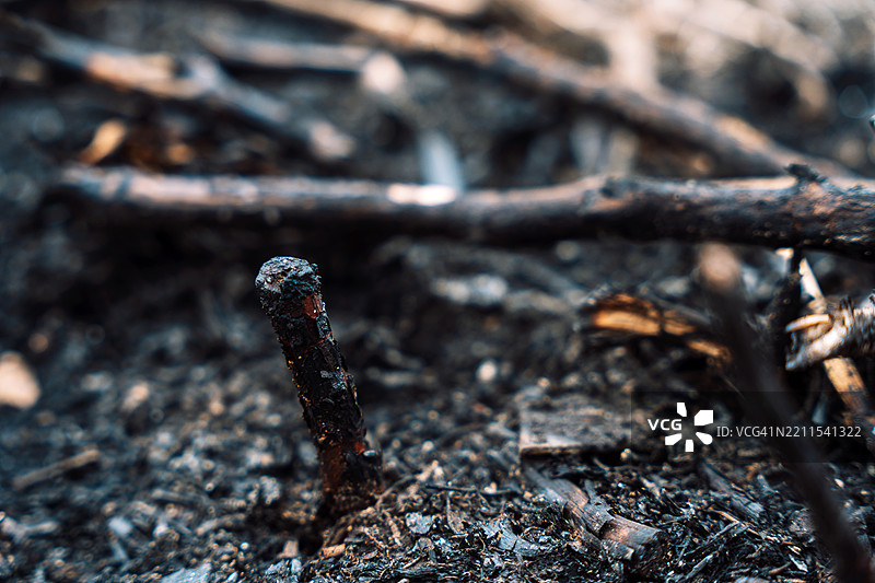 灰烬、烧焦的草木和木材的背景，焦黑的树枝图片素材