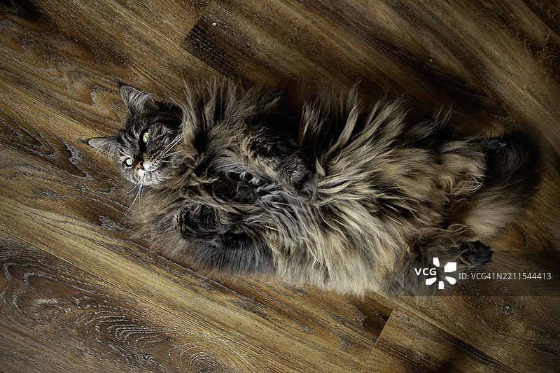 古怪的猫图片素材