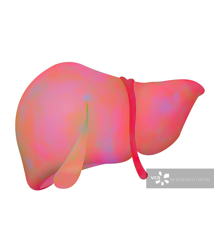 肝脏，图画图片素材