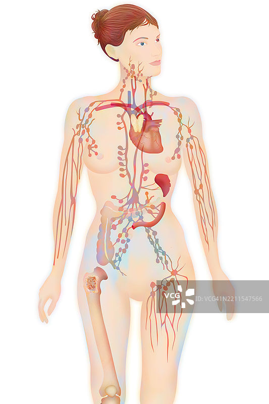 淋巴系统图解图片素材