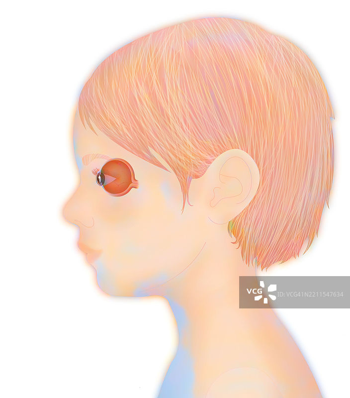 眼睛解剖结构图片素材