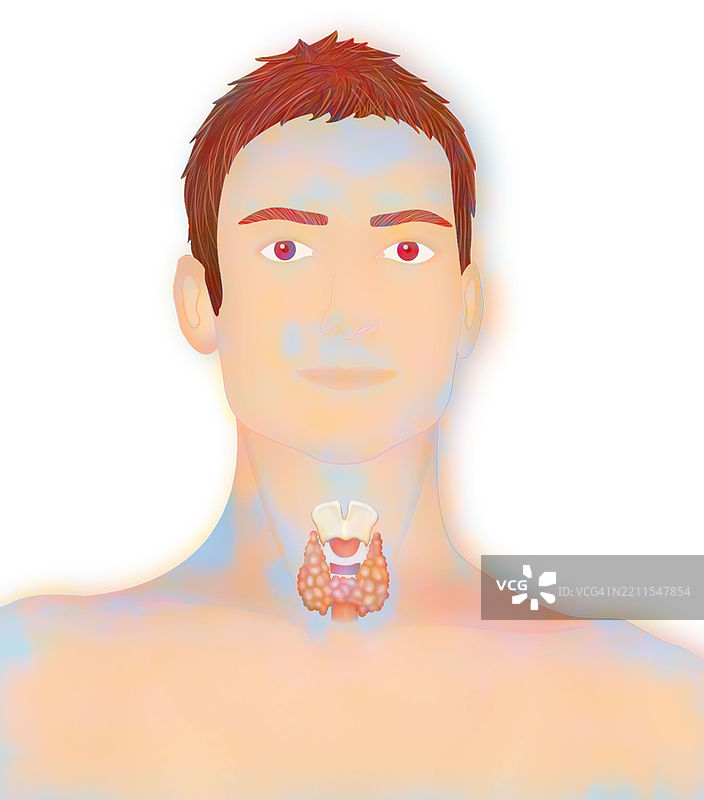 甲状腺插图图片素材